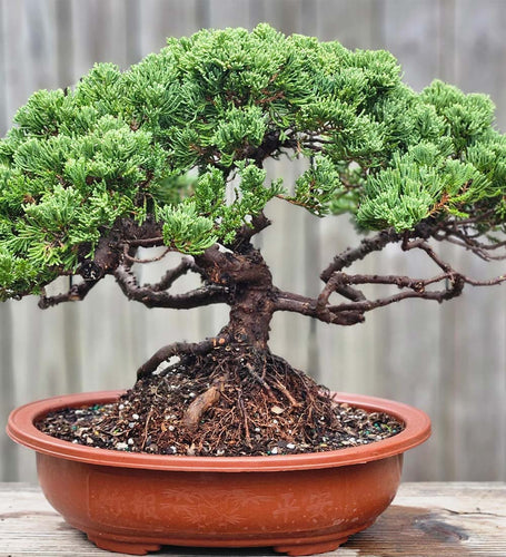 Grow Your Own Bonsai Set