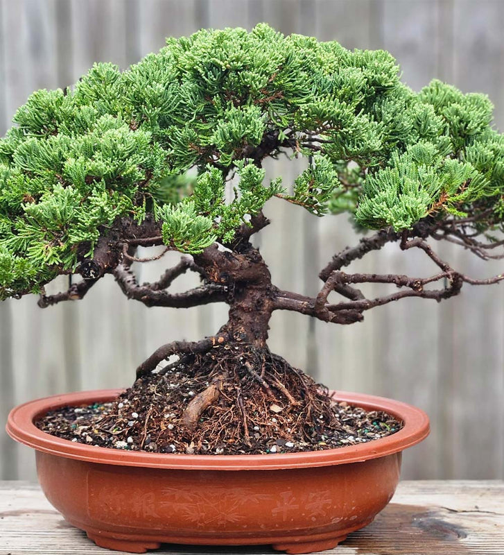 Grow Your Own Bonsai Set