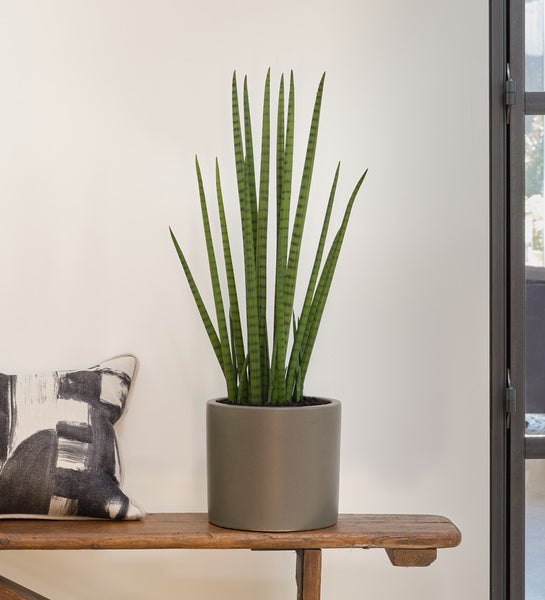 sansevieria cylindrica grande Artificial Sansevieria Cylindrica