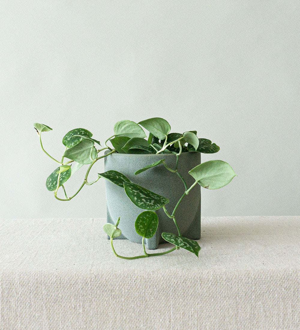 Satin Pothos & Windsor Sage