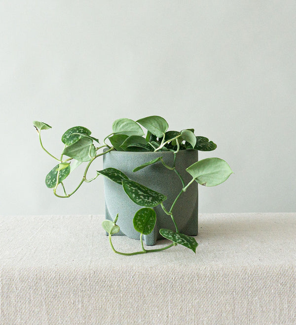 Satin Pothos & Windsor Sage