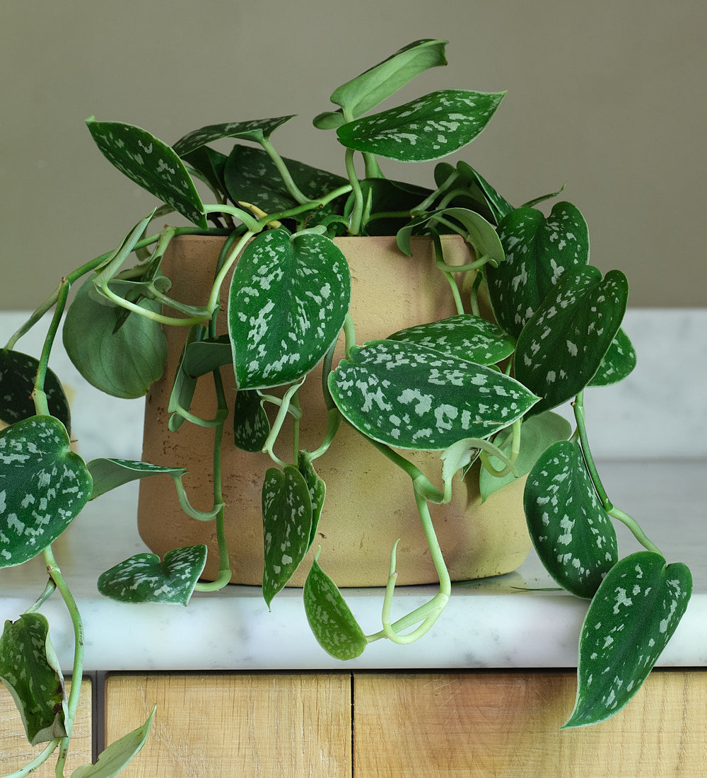 Satin Pothos