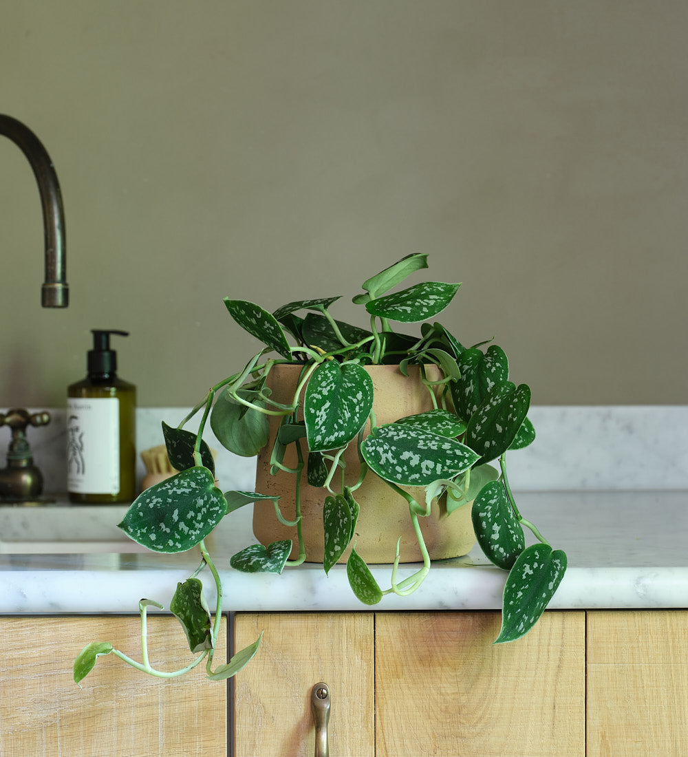 Satin Pothos
