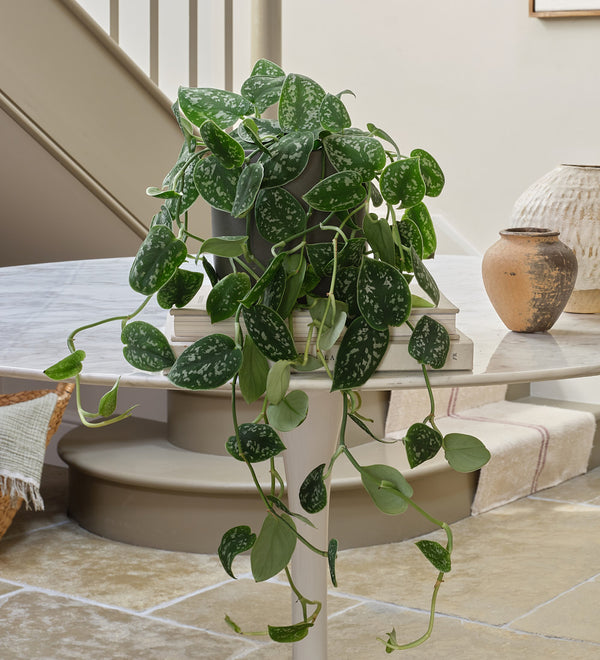 Satin Pothos Hanging
