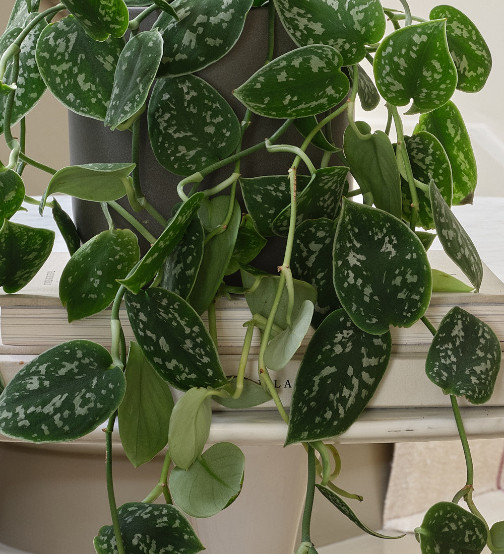 Satin Pothos Hanging