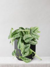 Satin Pothos Trebie - Leaf Envy