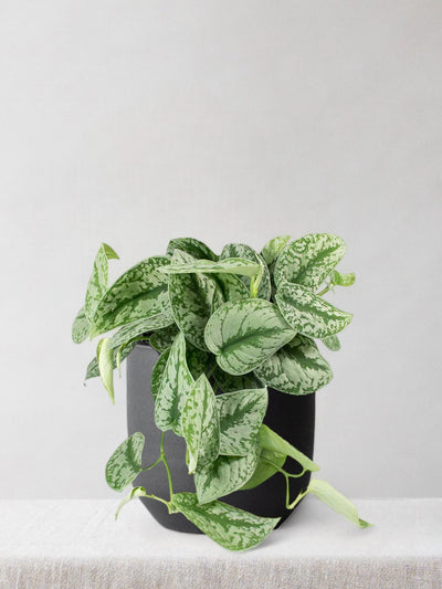 Satin Pothos Trebie - Leaf Envy