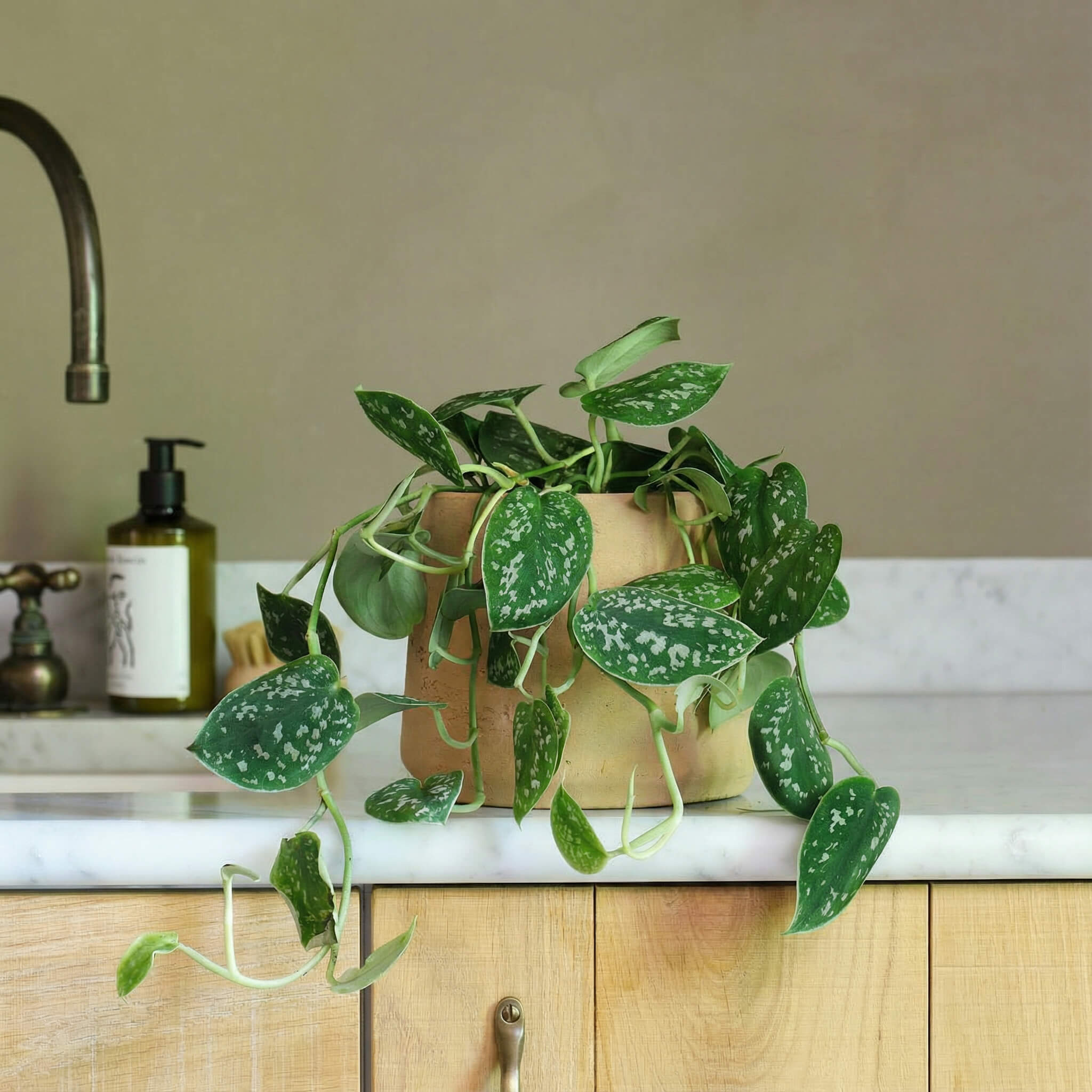 Satin Pothos