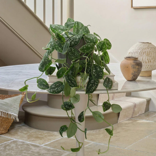 Satin Pothos Hanging