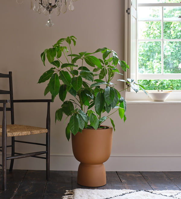Schefflera Amata