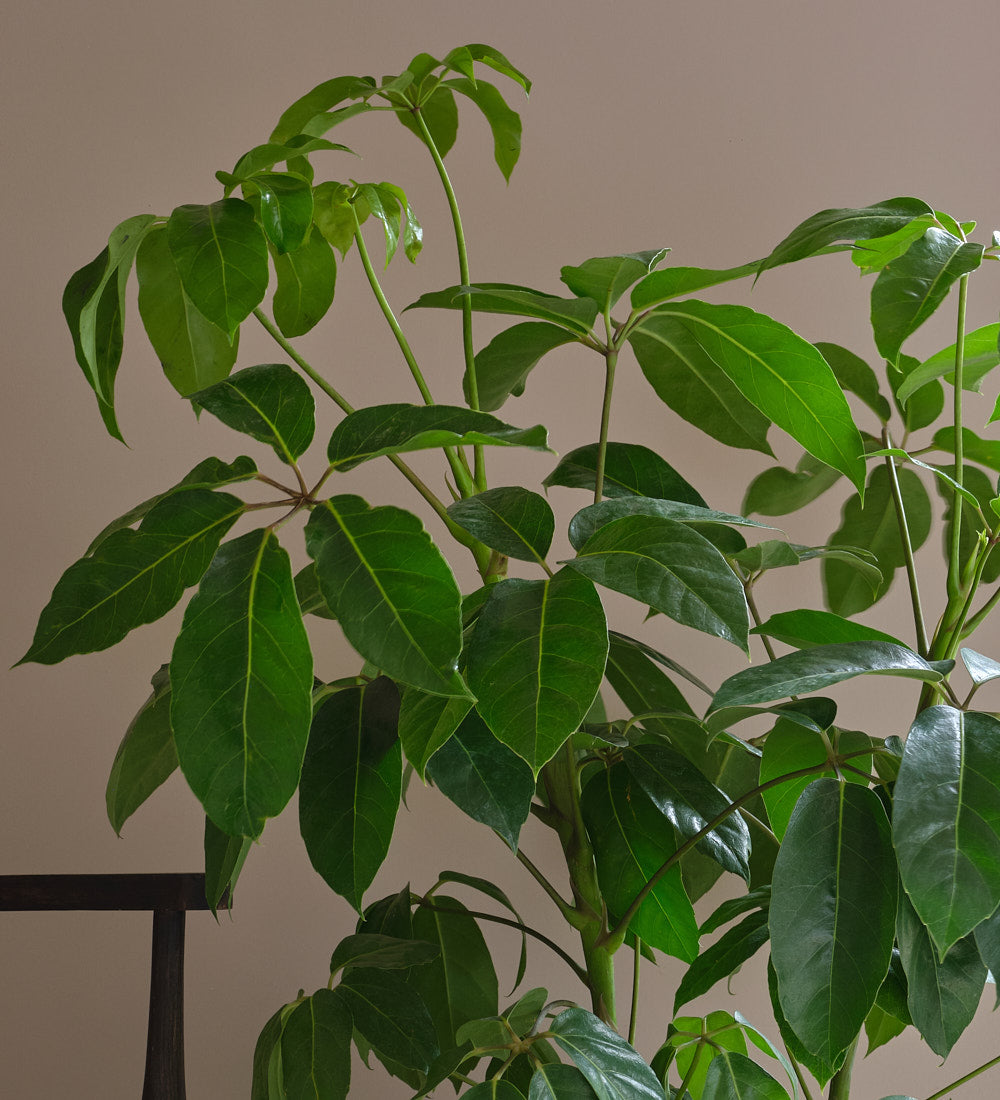 Schefflera Amata