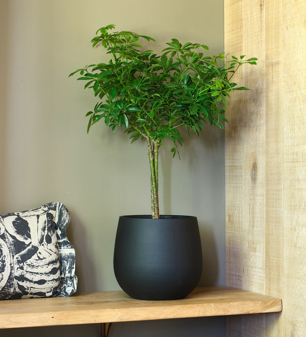 Schefflera Tree