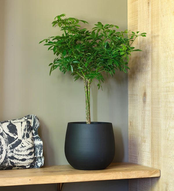Schefflera Tree