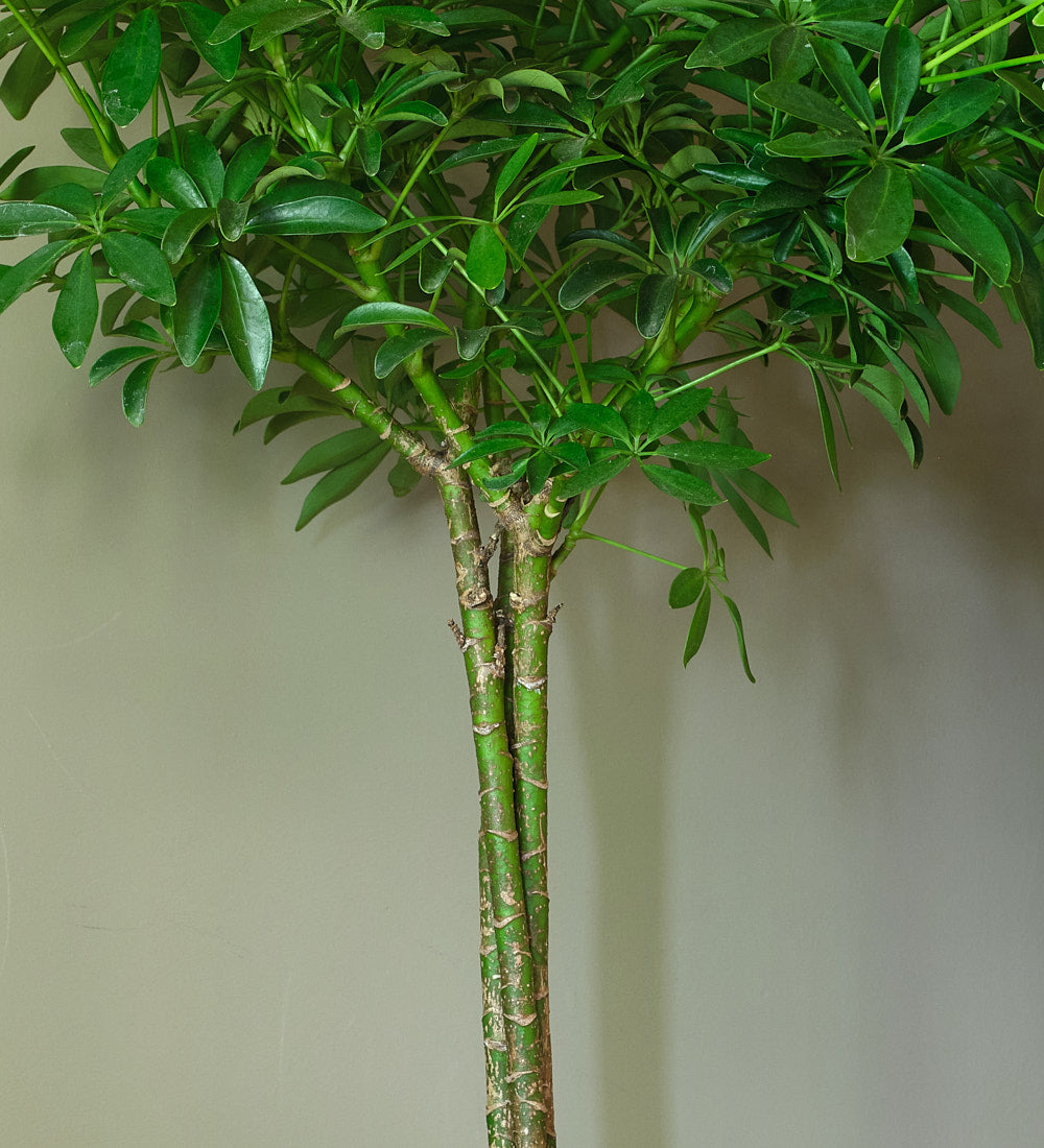 Schefflera Tree