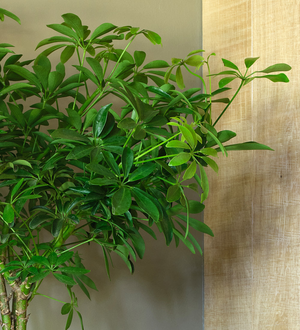 Schefflera Tree