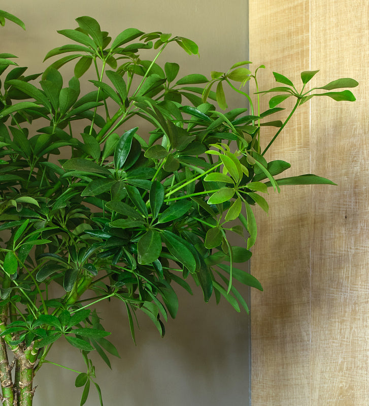 Schefflera Tree