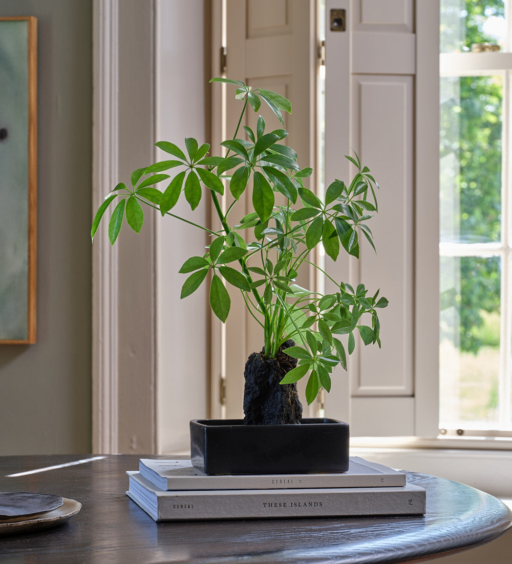 Schefflera on Lava