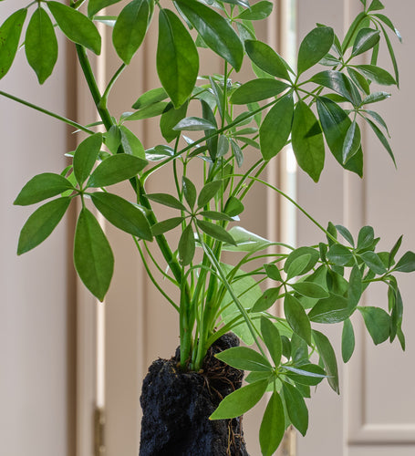 schefflera vs money tree Schefflera on Lava