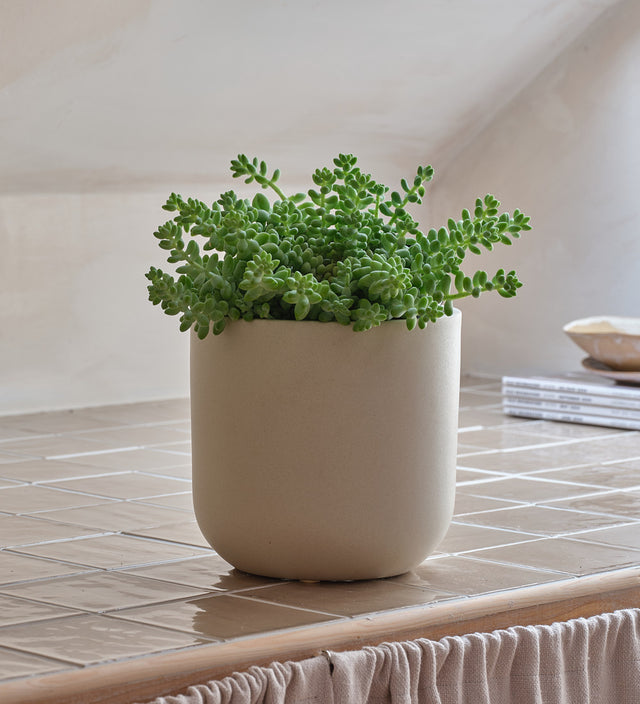 Hanging Sedum Burro's Tail