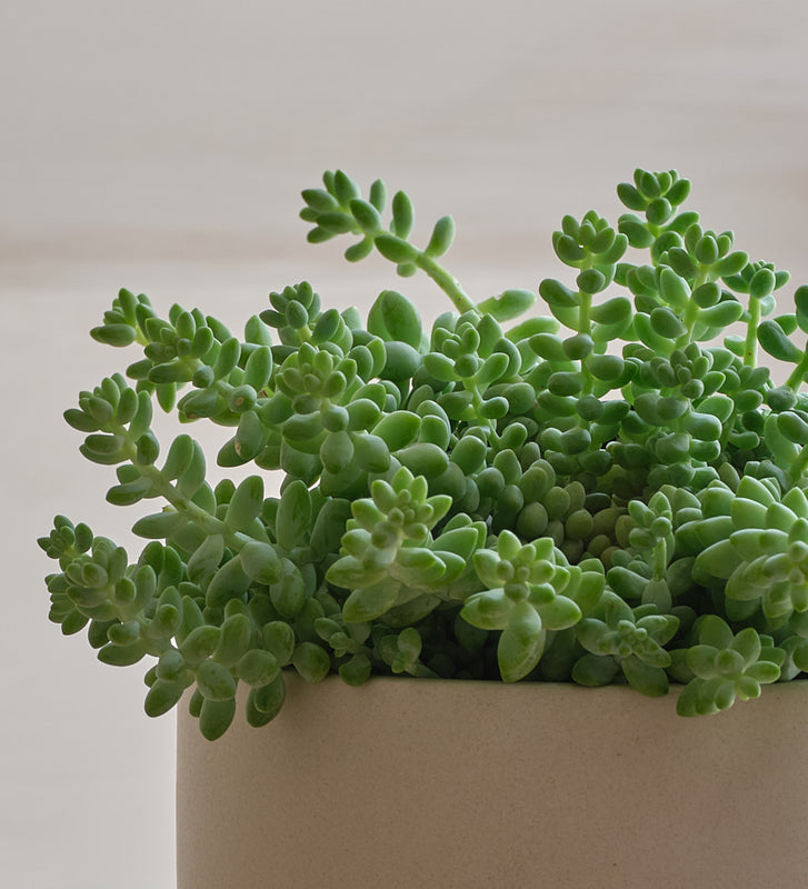 Hanging Sedum Burro's Tail