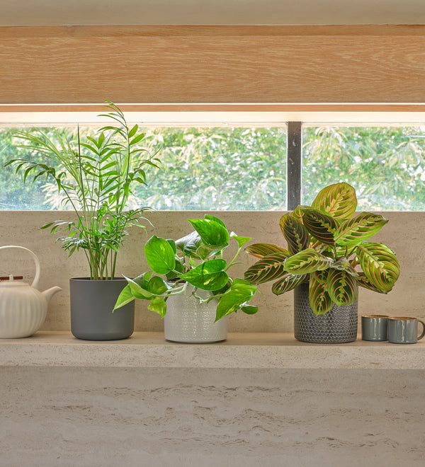 Shelfie Bundle