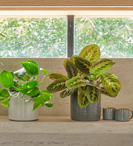 Shelfie Bundle