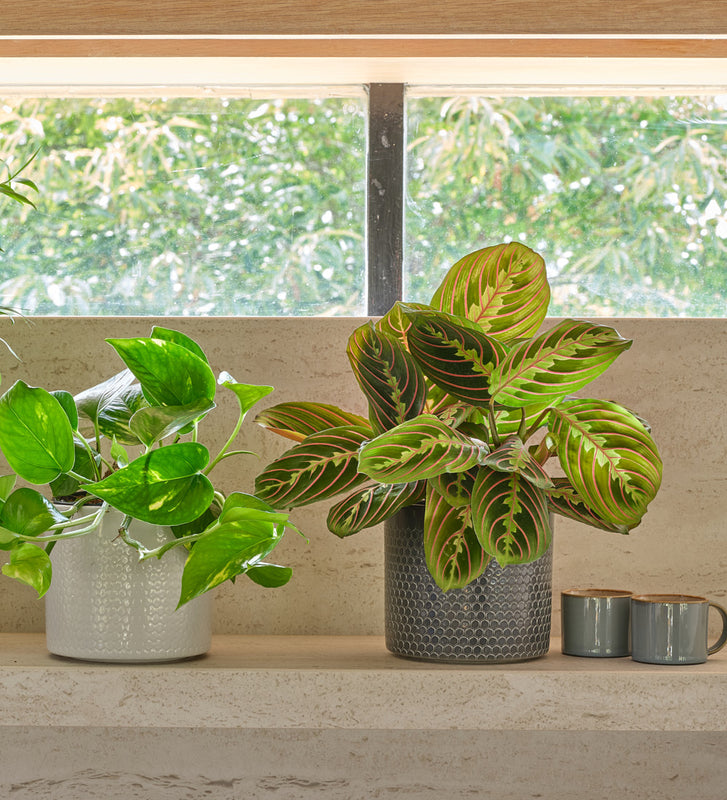 Shelfie Bundle