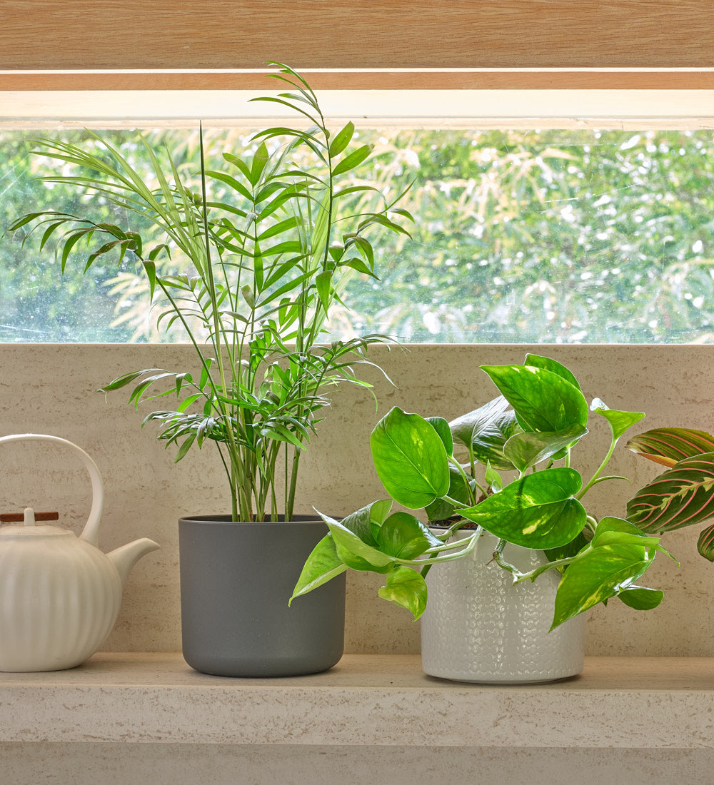 Shelfie Bundle