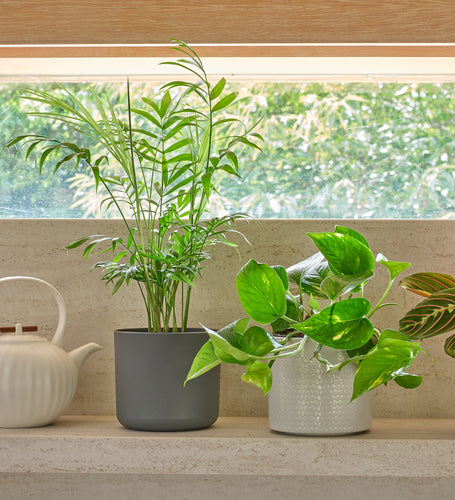 Shelfie Bundle