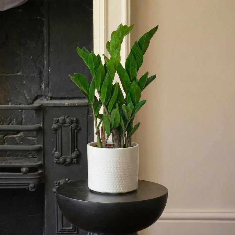 8 zz plant ZZ Plant | Low Light Indoor Plant | Easy Care Houseplant