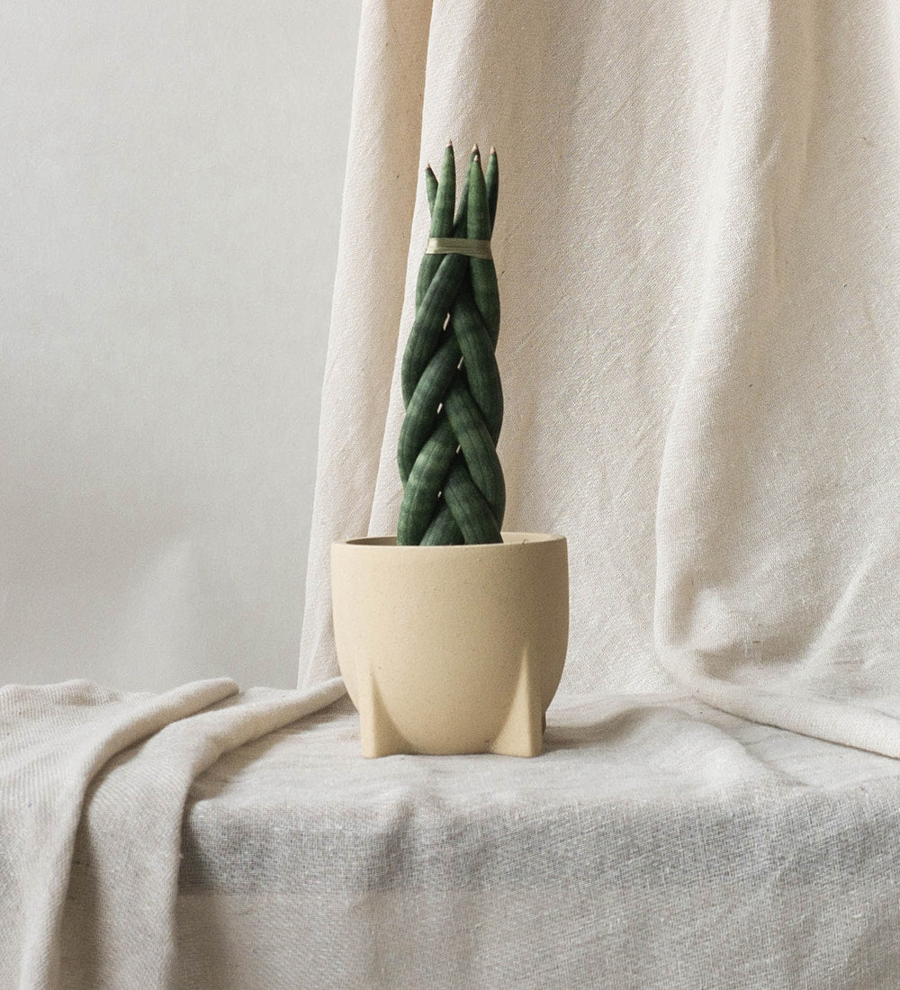 Snake Plant Twister