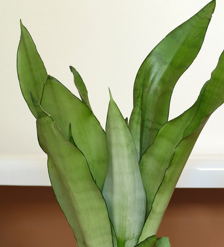 moonshine snake plant wrinkled leaves Snake Plant Moonshine | Indoor Plants | Houseplant Delivery | Leaf Envy