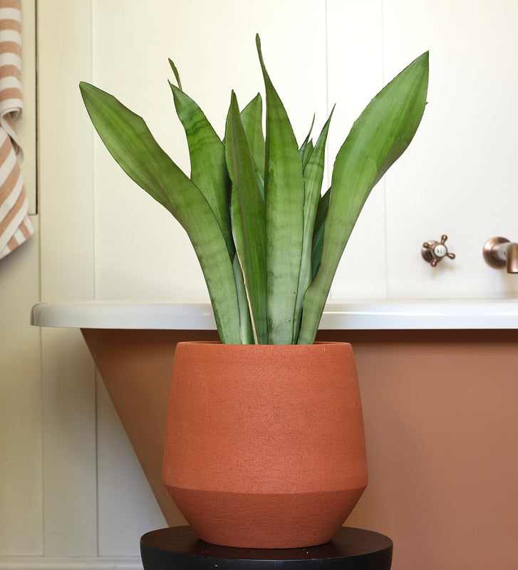 Snake Plant Moonshine