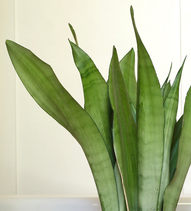 Snake Plant Moonshine