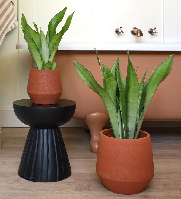 Snake Plant Moonshine