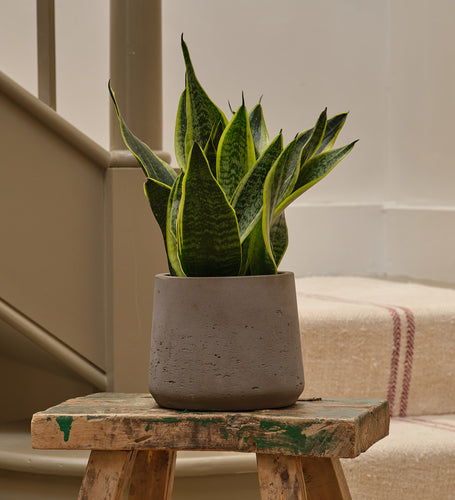 Snake Plant