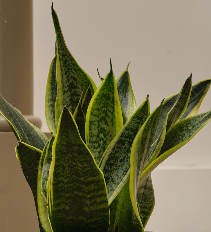 Snake Plant