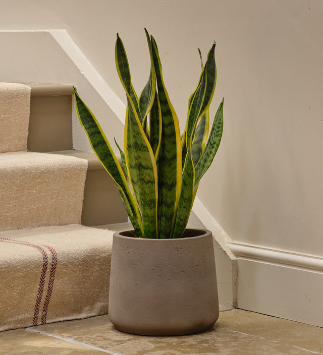 Snake Plant