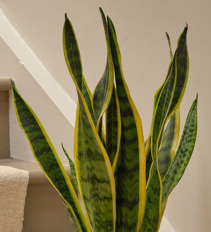 Snake Plant