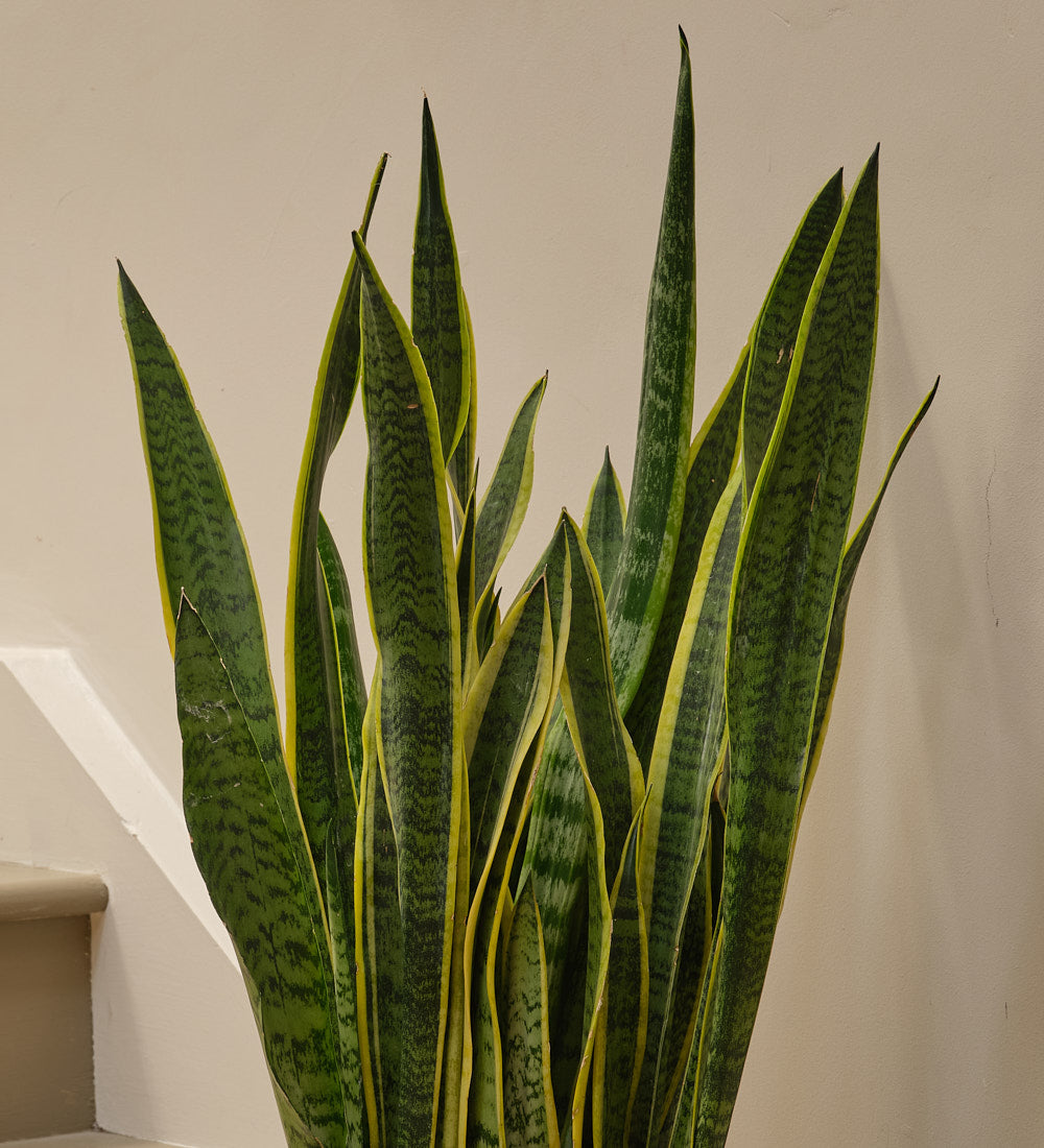 Snake Plant