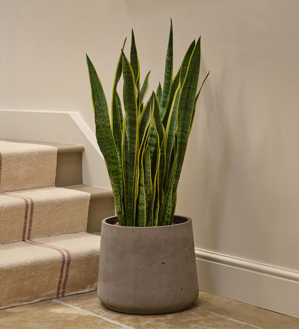 buy snake plant uk Snake Plant | Low-Light | Easy-Care | Buy Plants Online