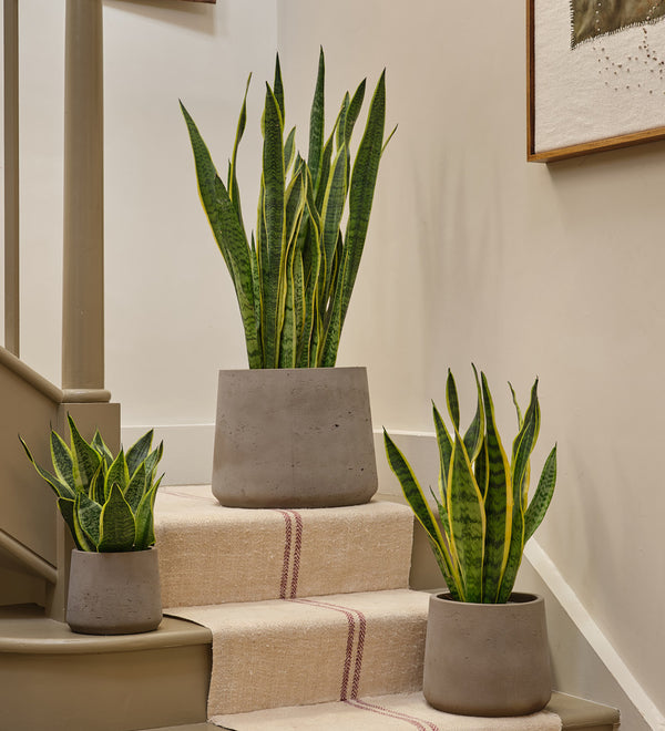 Snake Plant