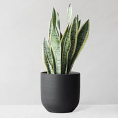 Snake Plant & Broadway Charcoal