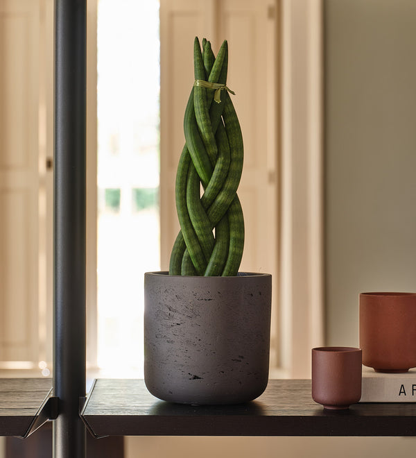 Snake Plant Twister