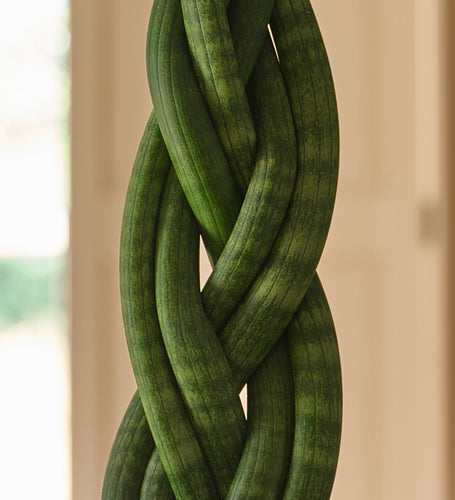 Snake Plant Twister