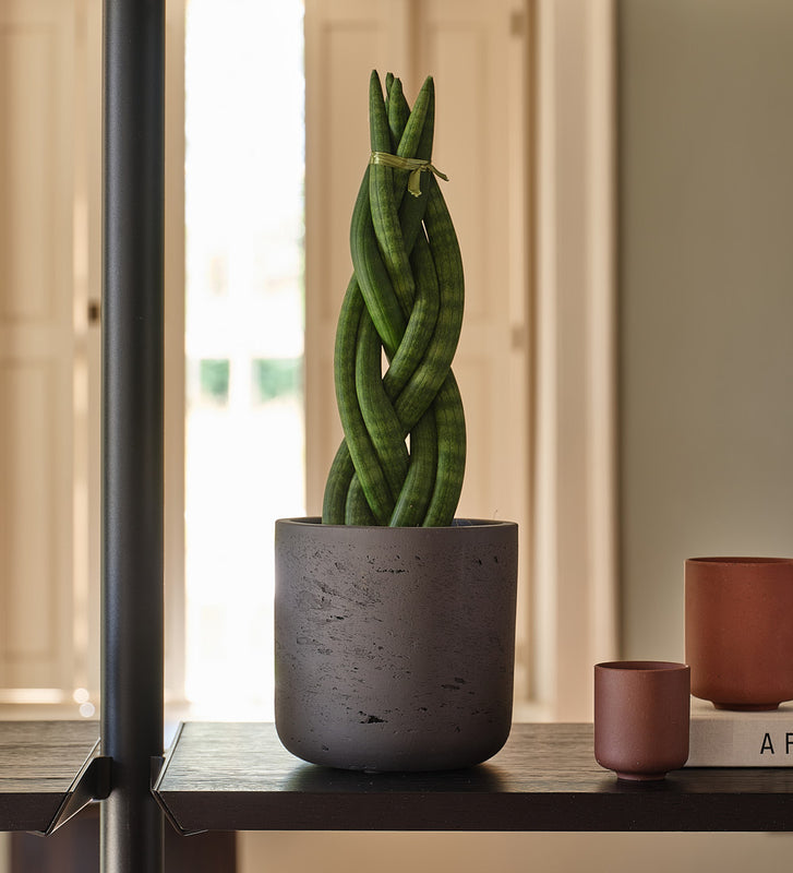 Snake Plant Twister