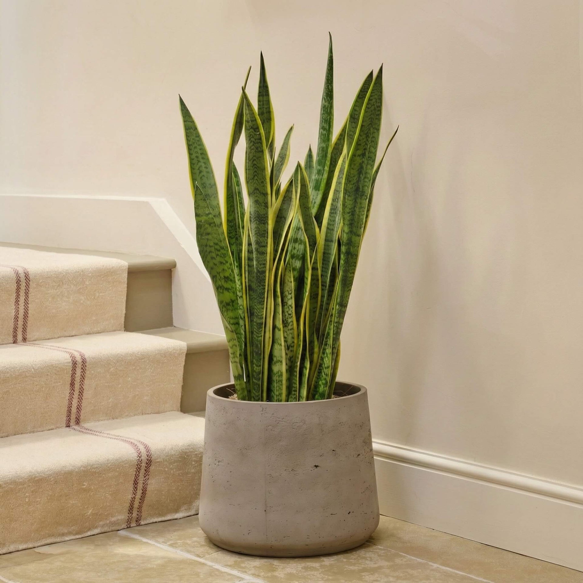 buy snake plant london Snake Plant | Low-Light | Easy-Care | Buy Plants Online