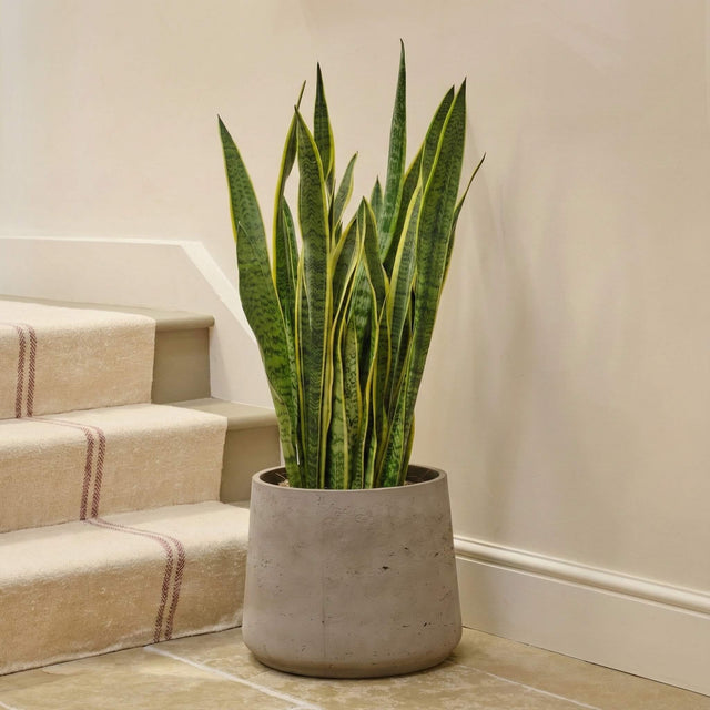 Snake Plant Large