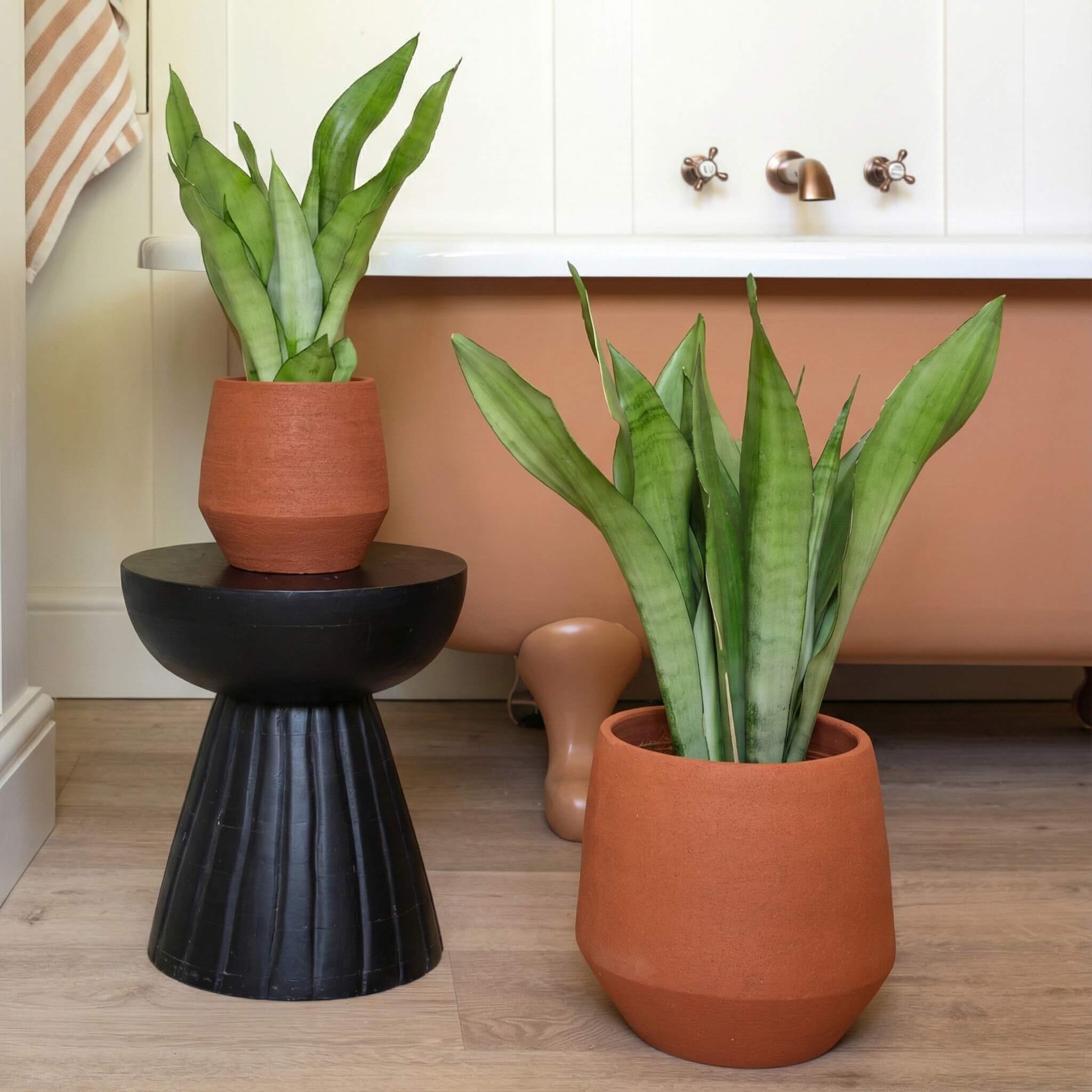 Snake Plant Moonshine