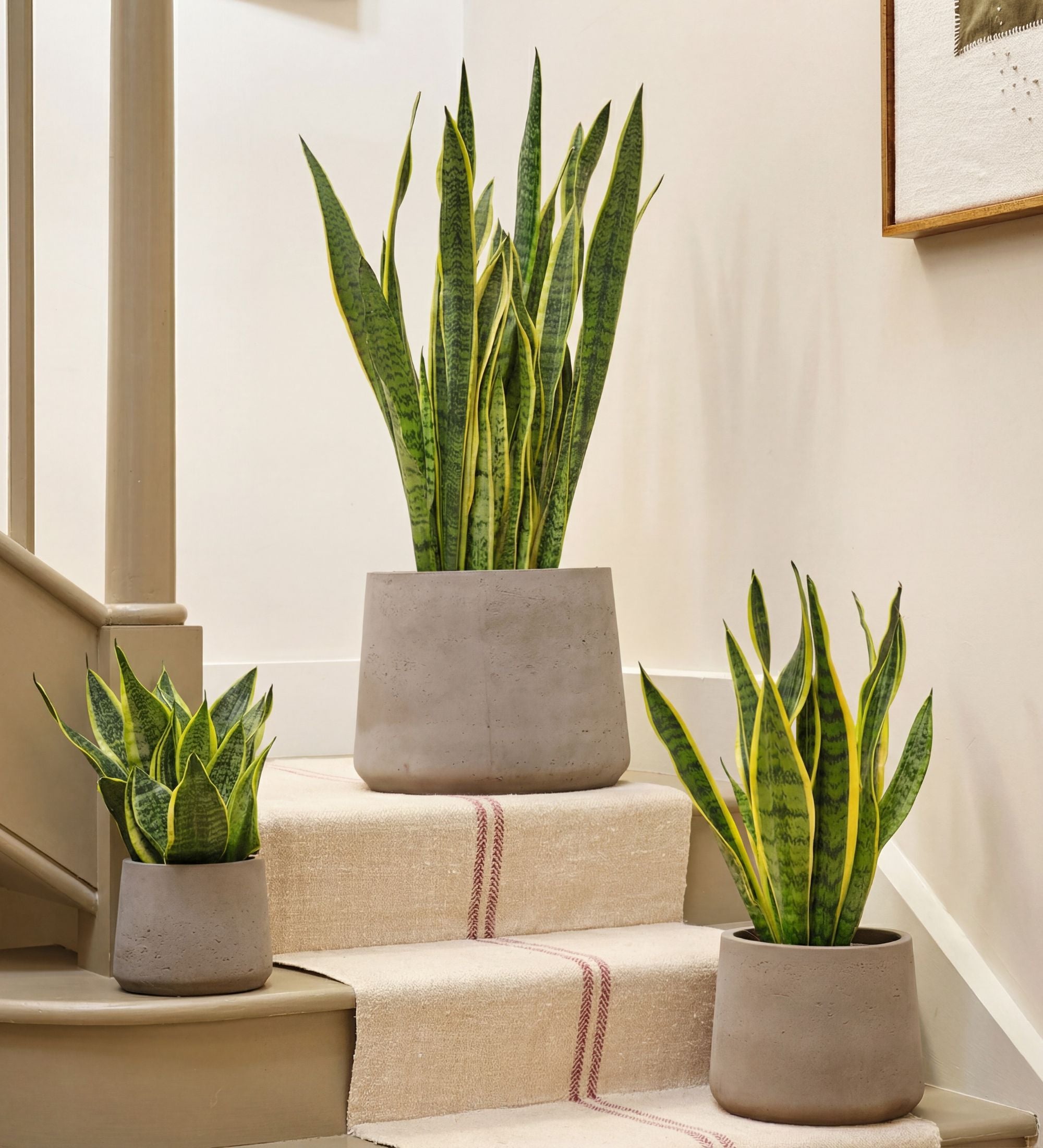 snake plant london Snake Plant | Low-Light | Easy-Care | Buy Plants Online